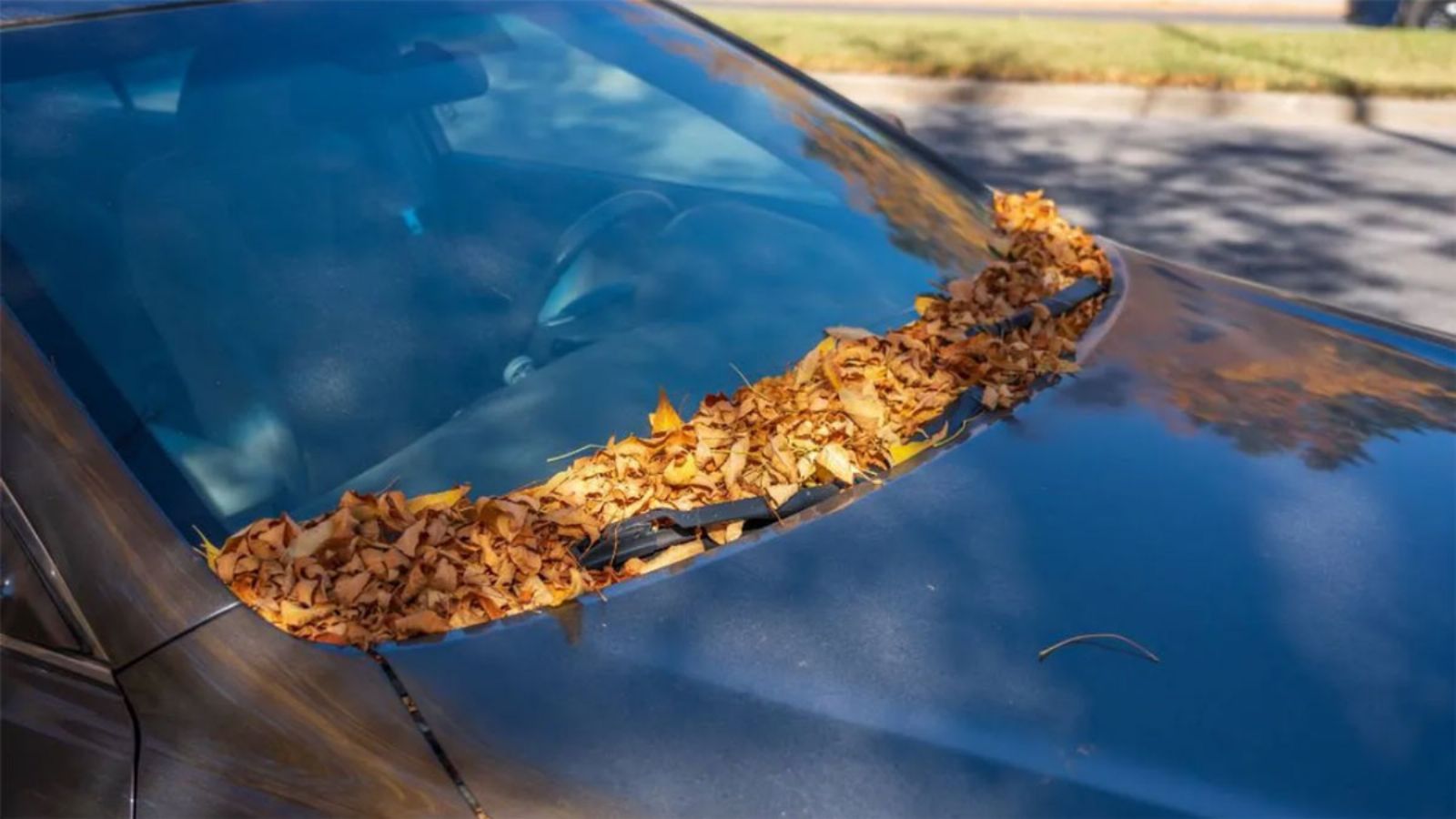 Πάρκαρες κάτω από δέντρο; Το κόλπο για να μη γεμίσει υγρασία η καμπίνα